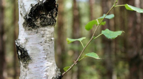 Jarní bylinky – bříza, medvědí česnek a borovice kleč Jarní bylinky – bříza, medvědí česnek a borovice kleč
