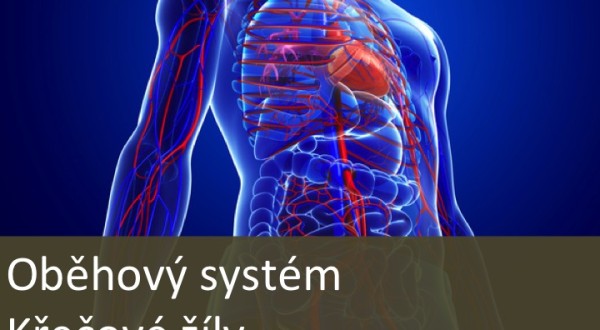 Křečové žíly Křečové žíly