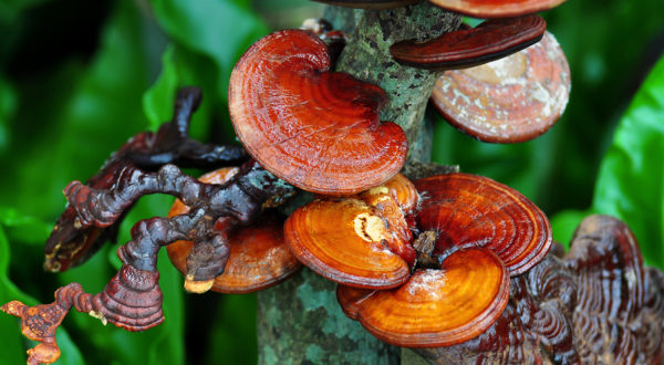 Reishi, chaga, cordyceps a shiitake Reishi, chaga, cordyceps a shiitake